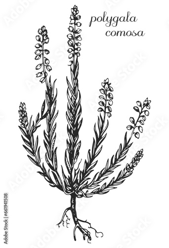 polygala comosa, milkwort, senega, seneca, monochrome flower, flower on transparent background, black and white flower, medicinal plant, medicinal herbs, black and white design, nature