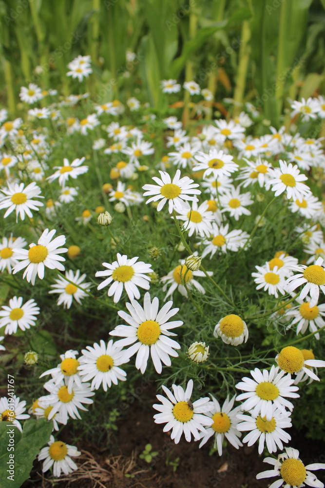 A bunch of chamomile flowers a common hardy UK flower A bunch of chamomile flowers a common hardy UK flower