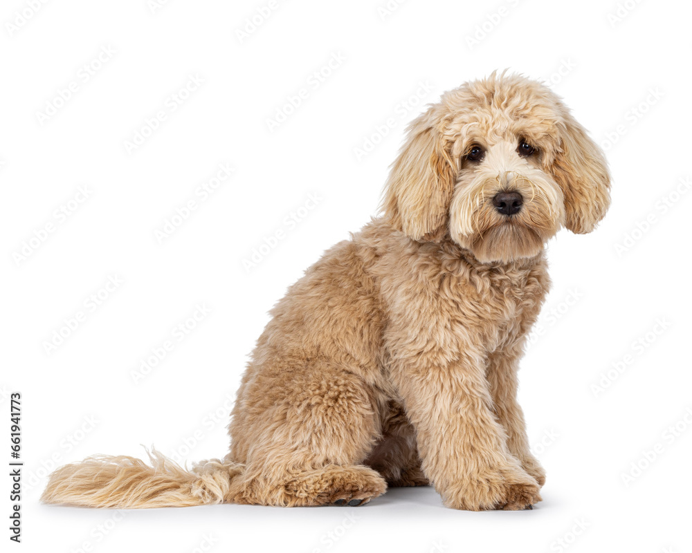Cute cream young Labradoodle dog sitting up side ways. Looking a bit sad straight to camera. Mouth closed. Isolated on a white background.