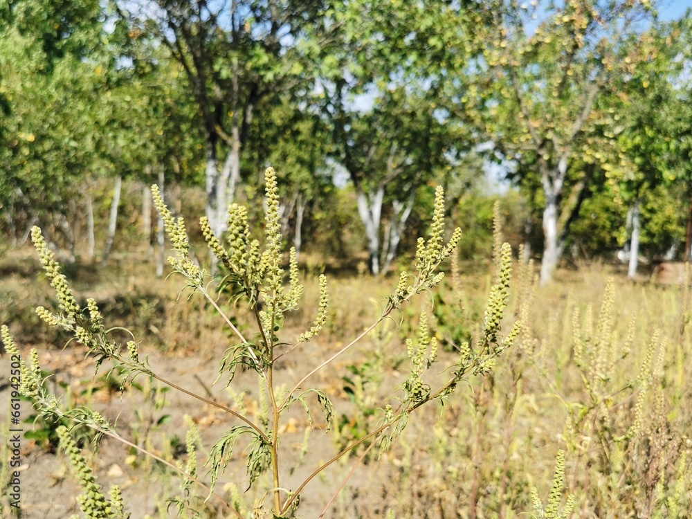 Ragweed plant (ambrosia) growing in the garden, close up. Strong allergen. Ragweed plant (ambrosia) growing in the garden, close up. Strong allergen.