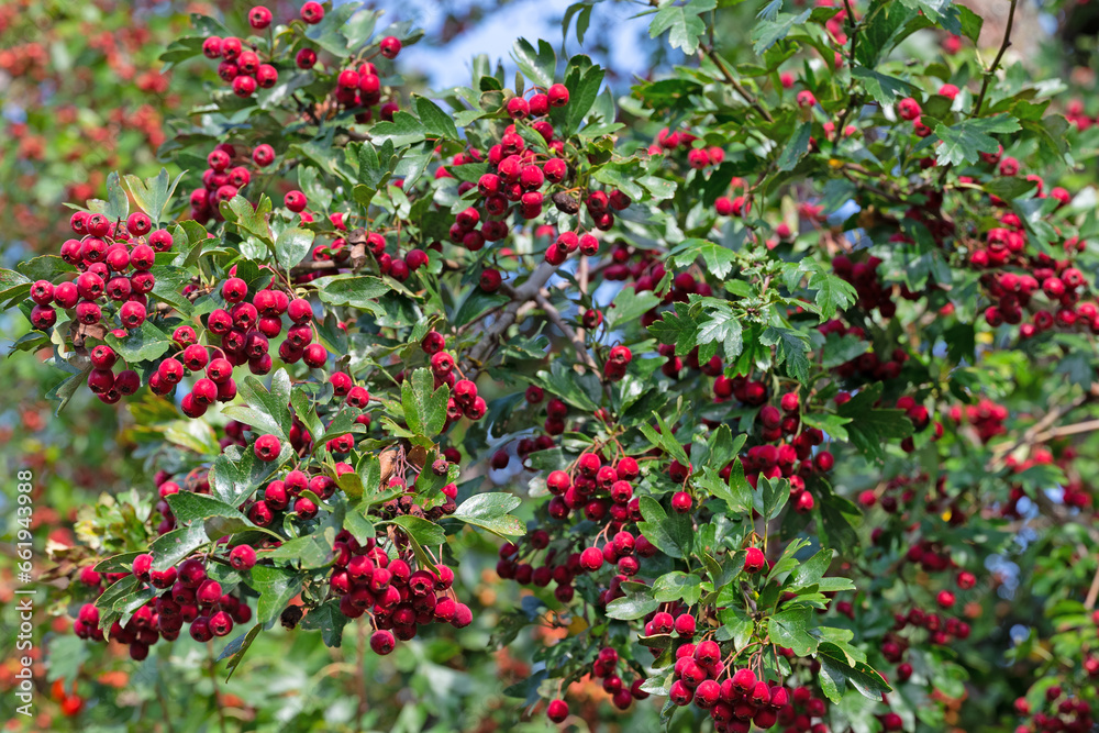 Weißdorn, Crataegus, reife Früchte am Strauch