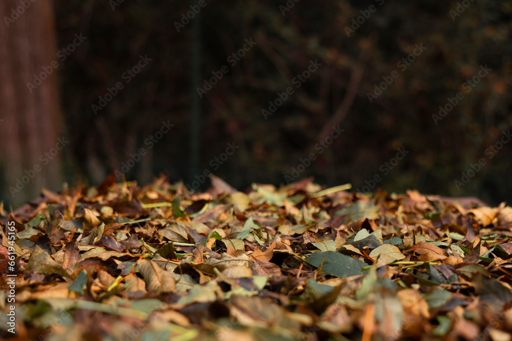 fogliame di foglie