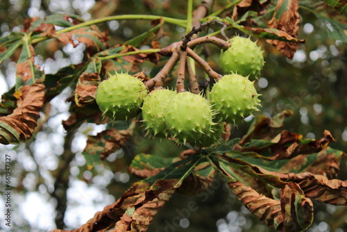 Seed pods hanging from a Horse Chestnut tree