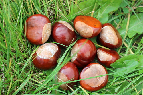 Bunch of conkers laying in long grassy field up close perspective