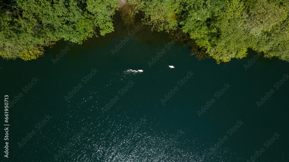 Lake and forest. Aerial view of animals swimming in the lake. A drone-captured lake and forest scenery Lake and forest. Aerial view of animals swimming in the lake. A drone-captured lake and forest scenery