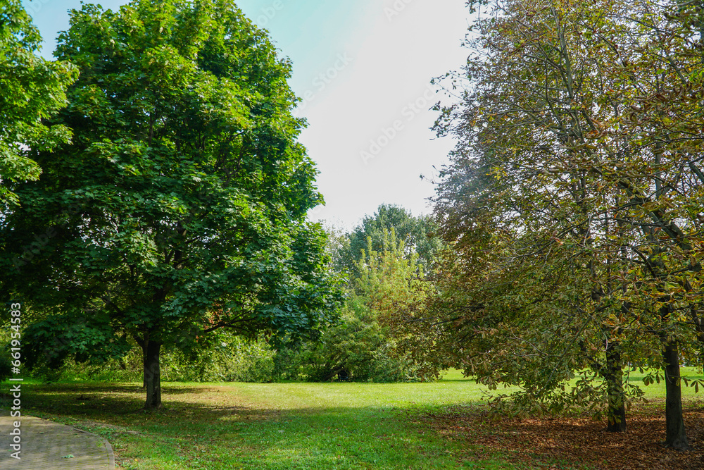 Naklejka premium trees in the park