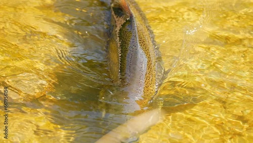 Salmon fish swimming and jumping waterfalls, slow motion. Spawn and migrating of Chinook salmon at Ganaraska River, Corbett's Dam, Port Hope, Ontario, Canada. Salmon run to lay roe or eggs. photo