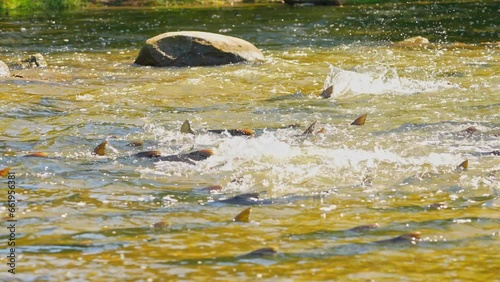 Atlantic or Chinook salmon going up Ganaraska river upstream for spawn in slow motion. Salmon fish migration back to spawning grounds. Corbett's Dam, Port Hope, Ontario, Canada. Salmon run to lay roe. photo