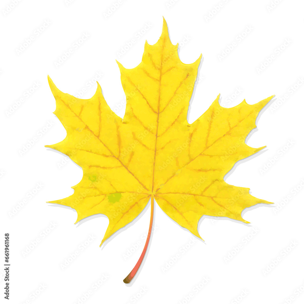 autumn maple leaf