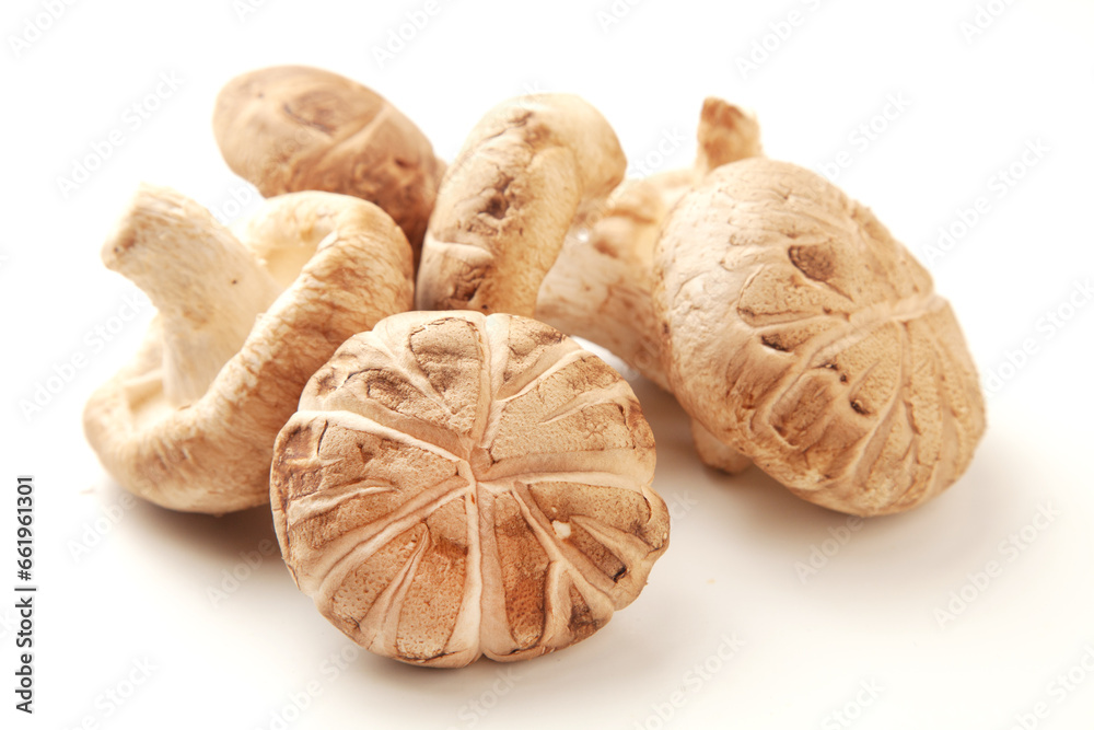 冬子の生椎茸 冬子の生椎茸