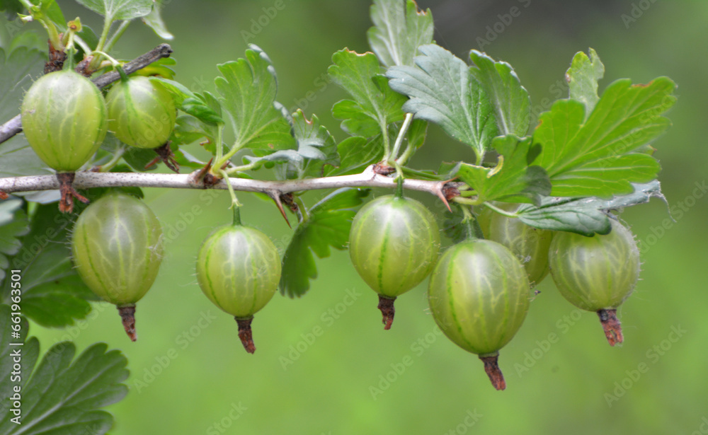 Branch of gooseberries with berries