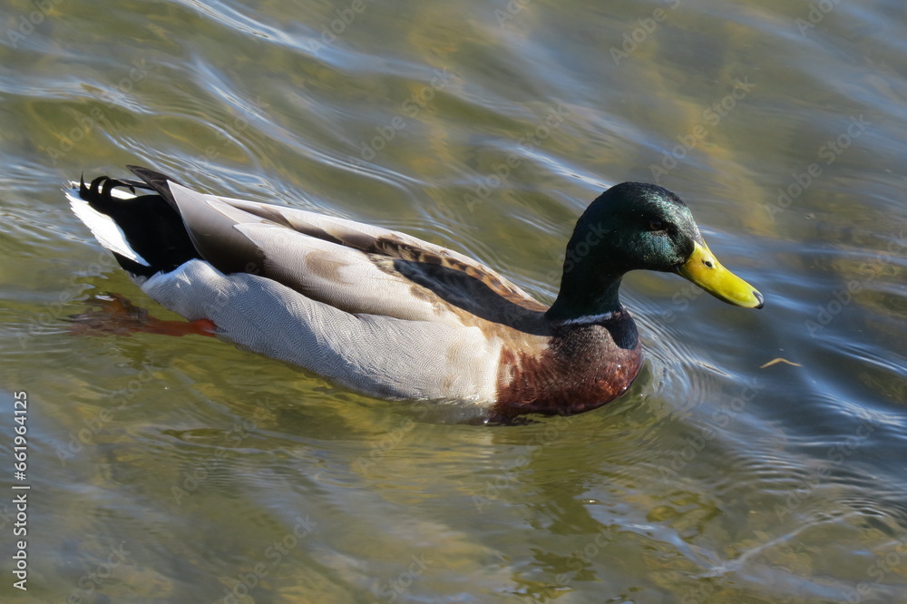 Obraz premium Mallard on a Pond