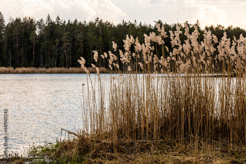 Dry reeds along the lake coastline in early spring. A swamp lake with brown reeds and a green forest. Early spring at the Great Kangari Swamp Lake in Latvia. A peaceful dusk at the pond.  photo