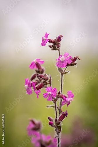 Detailed shot of a red carnation -Silene dioica