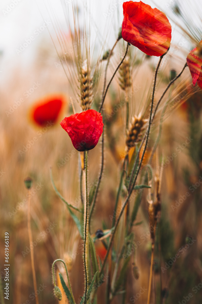 Poppies grow in a grain field