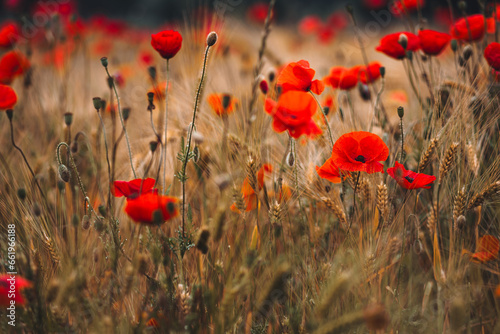 Red poppies - Papaver rhoeas field