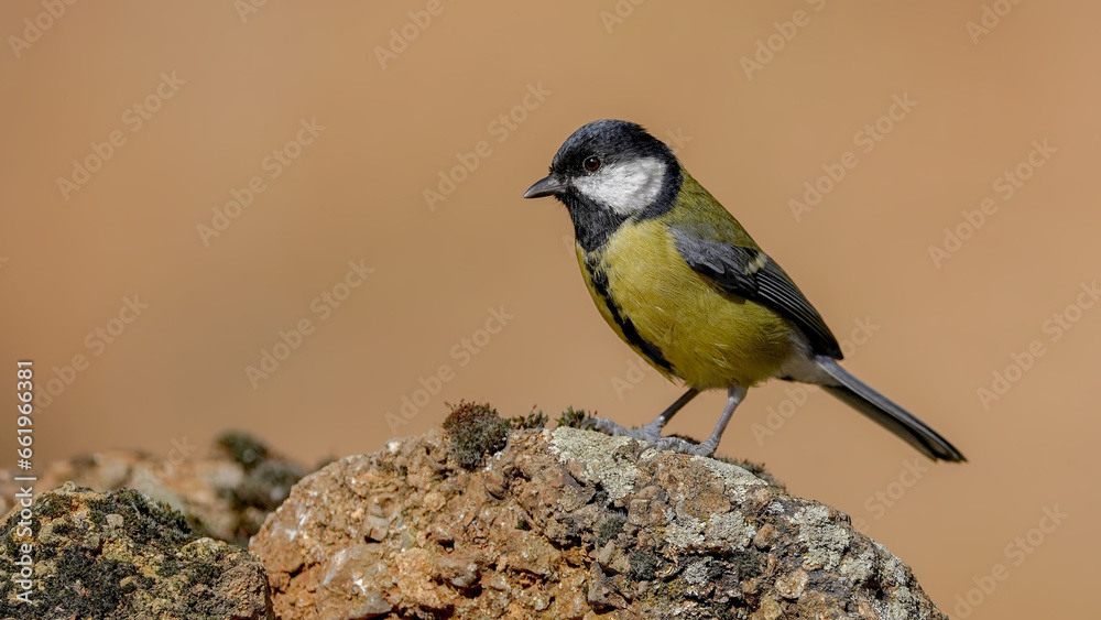 Fototapeta premium Great tit on rock in nature 