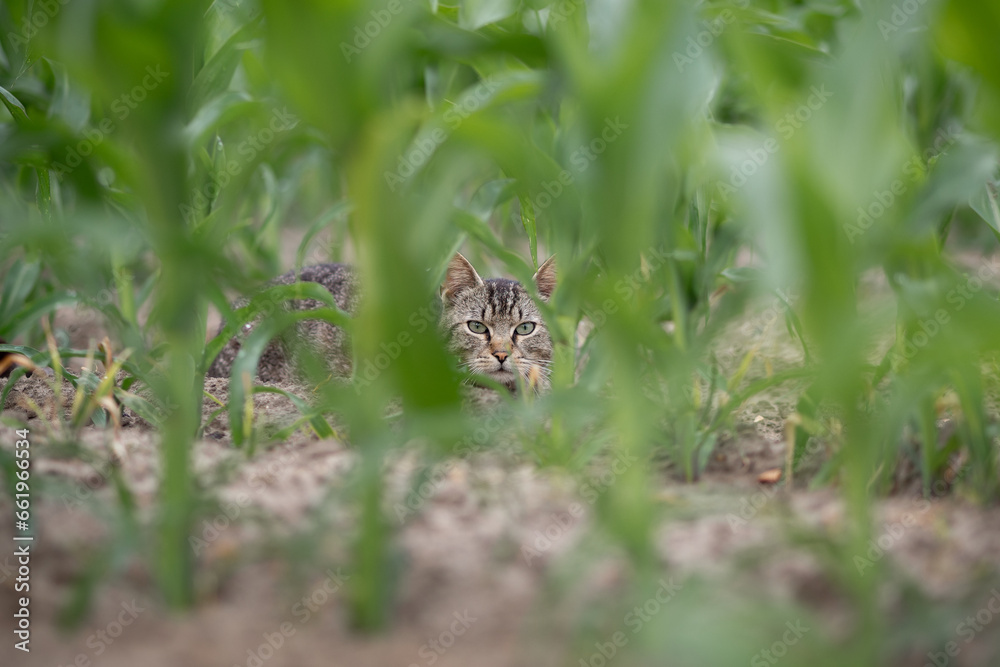 Cat hidden in the corn field looking towards the camera Cat hidden in the corn field looking towards the camera