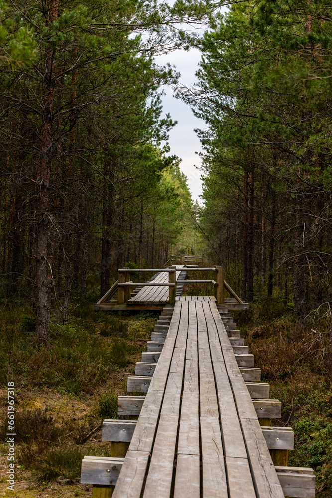 Fototapeta premium Exploring the quiet swamp trail. Hiking through the peaceful peatland. Horizontal photo of a boardwalk in the wetlands during early spring. Evening at the Great Kangari boardwalk.