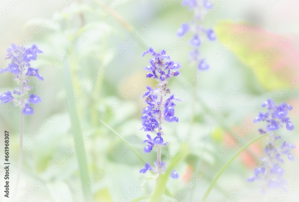 Fototapeta premium Soft Glow and Muted Effect on Garden of Salvia Flowers