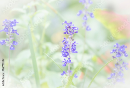 Soft Glow and Muted Effect on Garden of Salvia Flowers