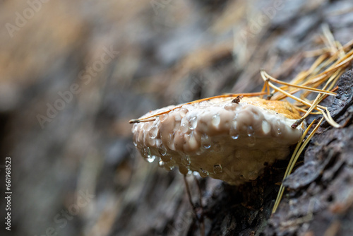 Close up of Fomitopsis pinicola with water droplets, mushroom on tree.