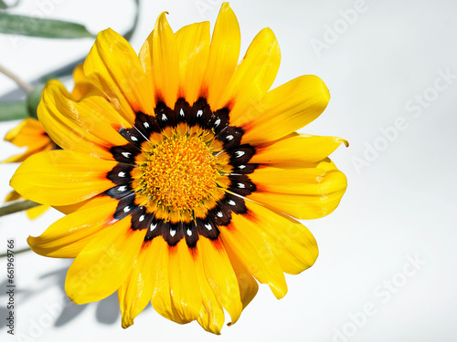 Gazania flower  close up view