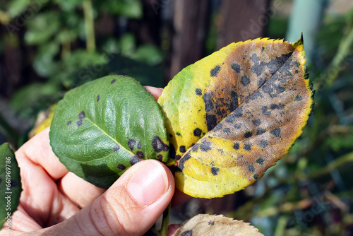 Woman's hand showing rose leaf with symptoms of fungal disease. Black spot of rose, caused by Diplocarpon rosae fungus photo