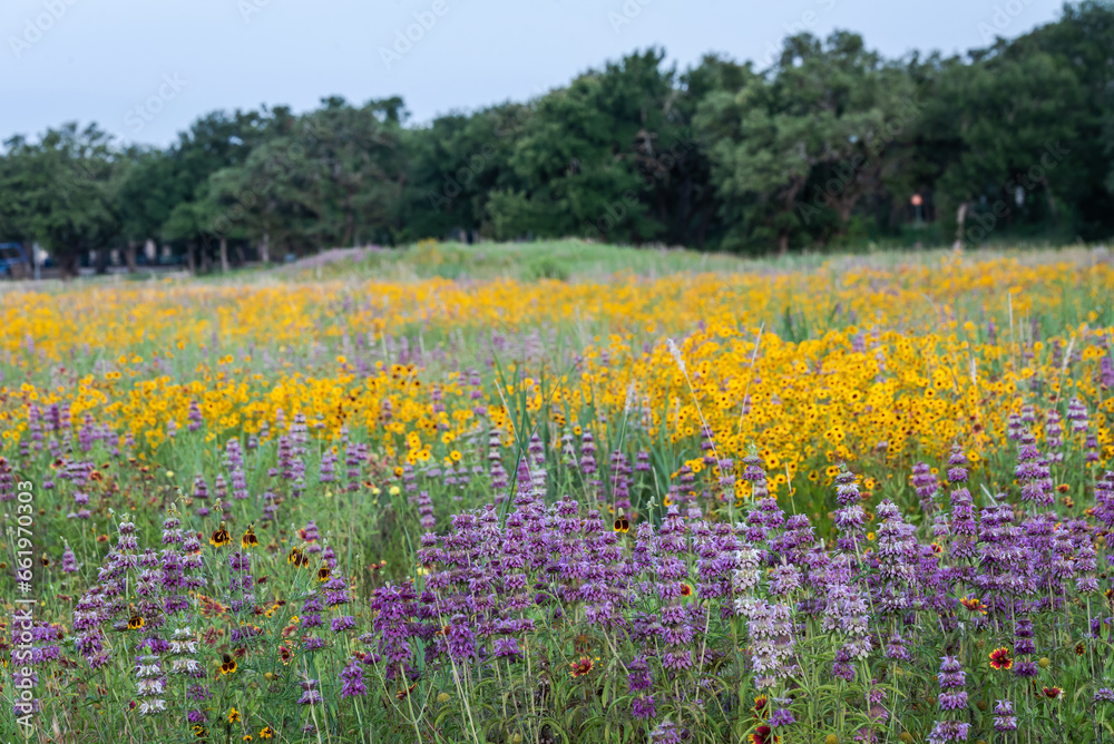 Obraz premium Spring wildflowers at Brushy Creek Lake Park, Austin, Texas, USA bursting with colorful yellow and purple colors