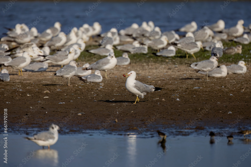 The flock of Herring gull (Larus argentatus) on the shore of lake Michigan. The flock of Herring gull (Larus argentatus) on the shore of lake Michigan.