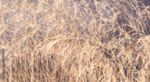 Dry stems of wild grass Deschampsia cespitosa in the garden. Ornamental cereals and herbs in landscape design