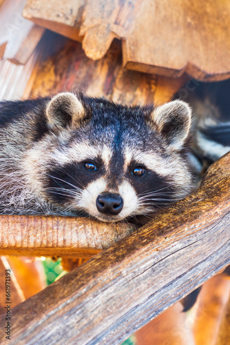 Close up shot of the raccoon in the cage in the zoo. Animal