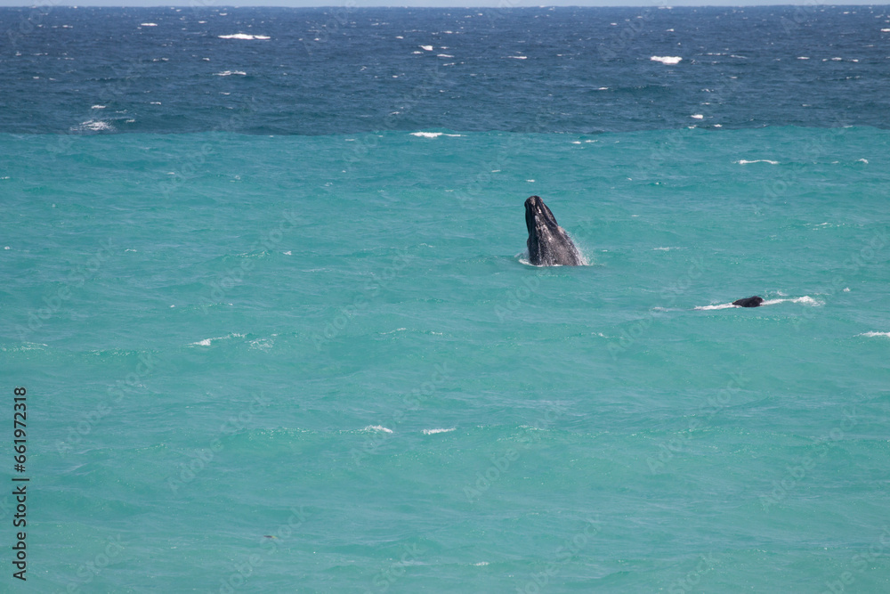 Obraz premium Southern Right whale calf breaching, De Hoop Nature Reserve, Overberg, South Africa