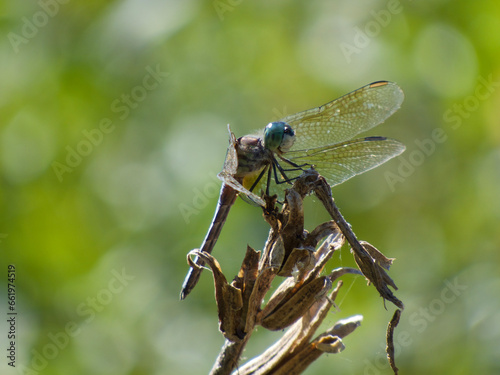 dragonfly on a branch © Sean