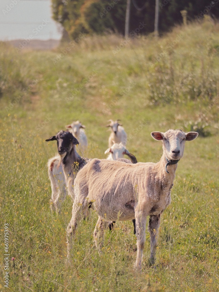 Fototapeta premium in the wild