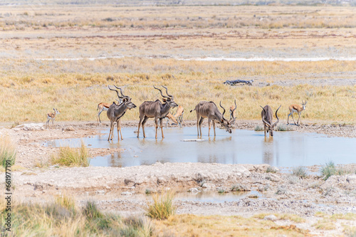 A view of Kudu in a line drinking at a waterhole in the Etosha National Park in Namibia in the dry season  © Nicola