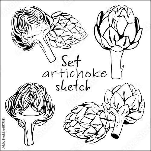 Set of edible cut artichoke buds with petals in style of sketch, doodle. Artichoke collection botanical line art drawn. Healthy food for gourmets.
