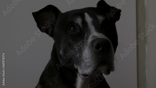 american pitbull terrier dog illuminated by police lights at a crime scene