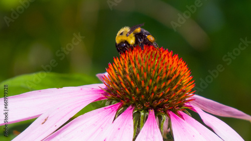 bee on flower © Sean