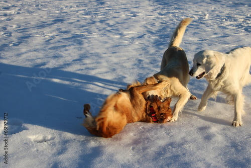 Golden Retriever  photo