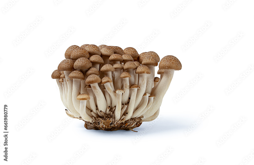 Brown shemegi, on a white background, raw, isolate, Brown shemegi, on a white background, raw, isolate,