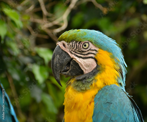 blue and yellow macaw © jigarkumar