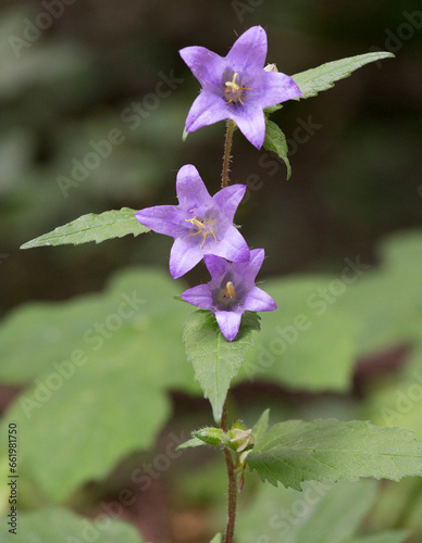 A photo of nettle-leaved bellflower photo