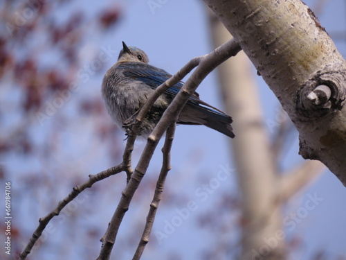 a bird on a branch