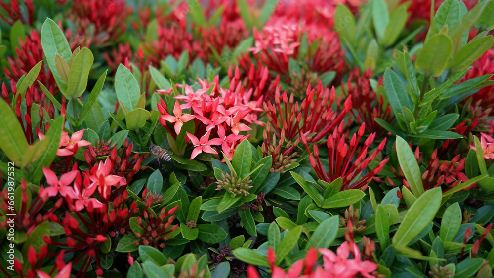 red rauwolfia flowers, bushes close-up, beautiful background