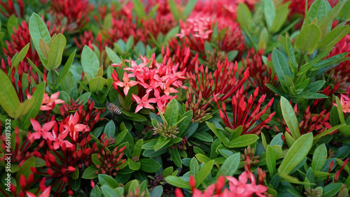 red rauwolfia flowers  bushes close-up  beautiful background