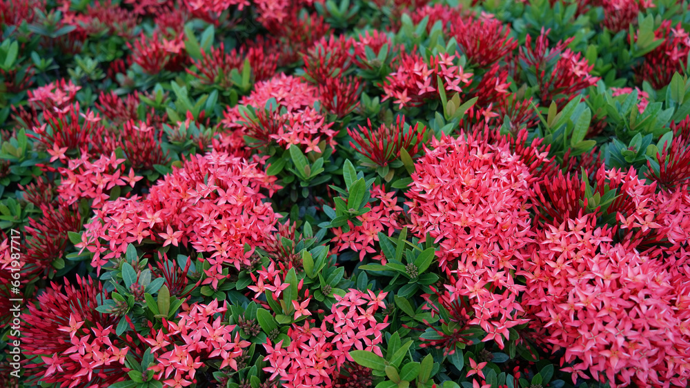 red rauwolfia flowers, bushes close-up, beautiful background red rauwolfia flowers, bushes close-up, beautiful background