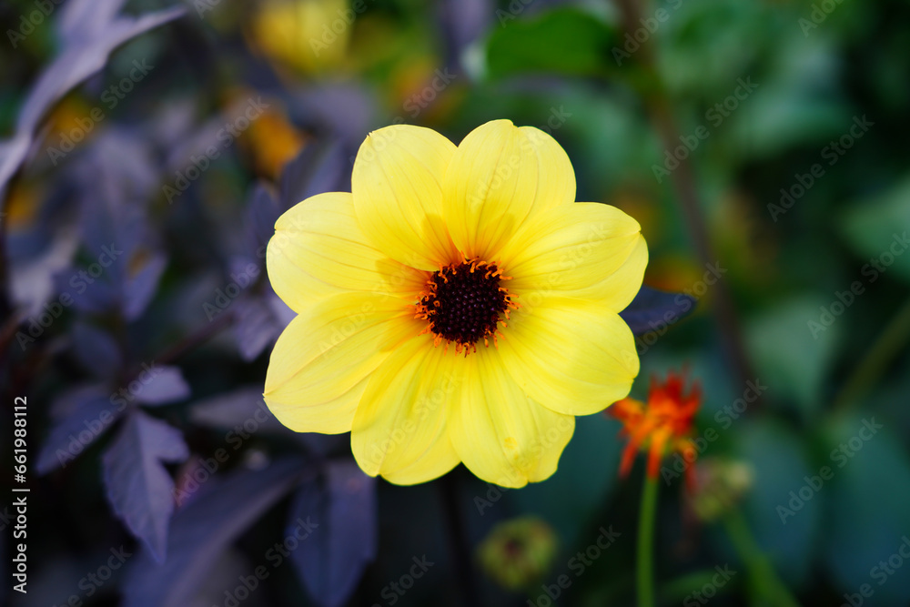 View of a yellow dahlia flower with bronze foliage growing in the fall garden View of a yellow dahlia flower with bronze foliage growing in the fall garden