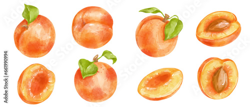 Set of juicy ripe apricots with pieces of fruit.Vector graphics.