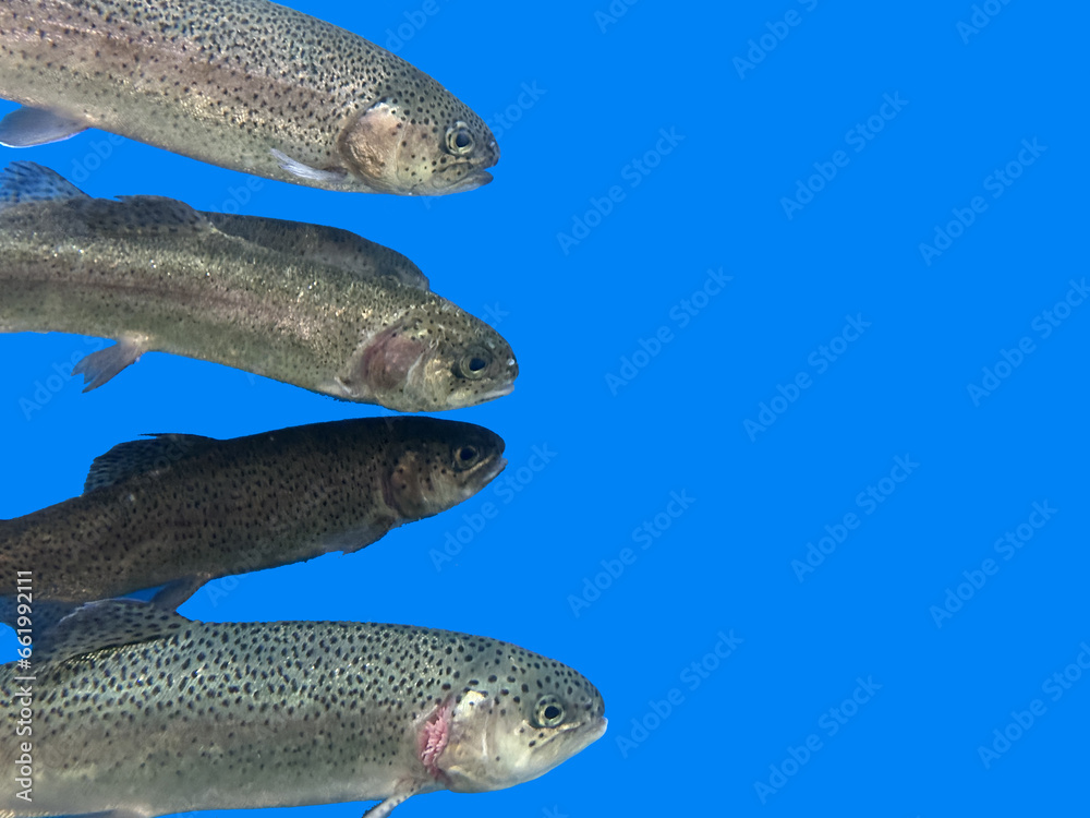 Background texture: Trout in an aquarium. Fishes in one row, on a blue background. Salmon close up, isolated Background texture: Trout in an aquarium. Fishes in one row, on a blue background. Salmon close up, isolated